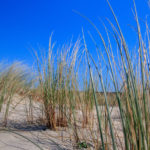 Oyats sur la plage sud de Hourtin